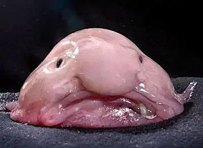 这种鱼长相把人丑哭,被评为世界最丑生物,真实模样却并非如此