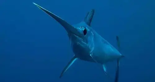 海中老司机!带你深度了解最快的海洋动物:剑鱼和旗鱼