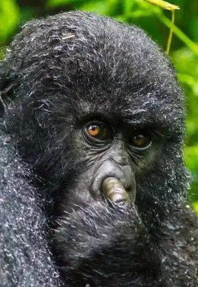 实拍野生动物爆笑瞬间有颜值有演技秒杀小鲜肉感觉能得奥斯卡