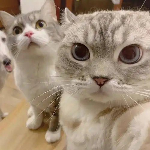 有没有姐妹有这个两只猫抱在一起的头像