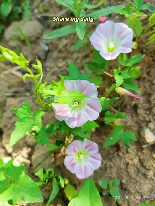 清新淡雅的小花