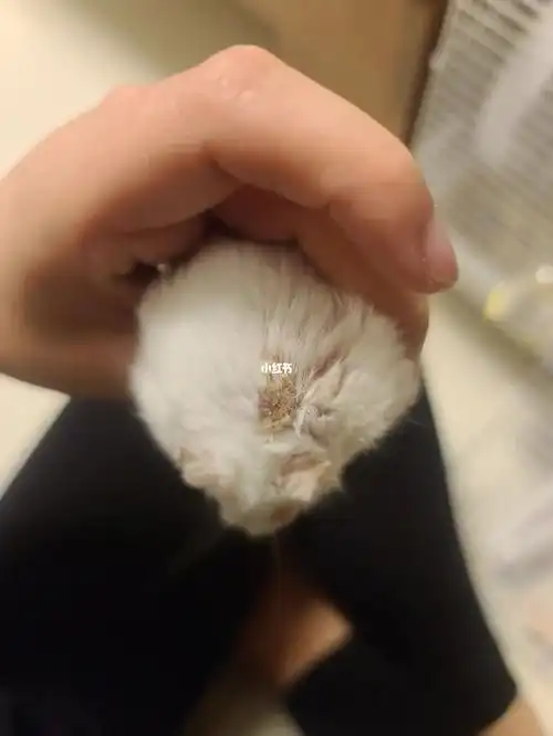 求助仓鼠后背上长的这是啥