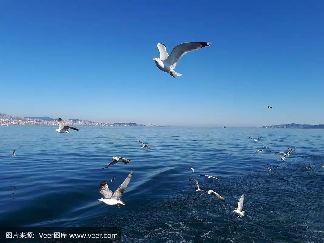 飞翔的海鸥在蓝色的大海与伊斯坦布尔的风景