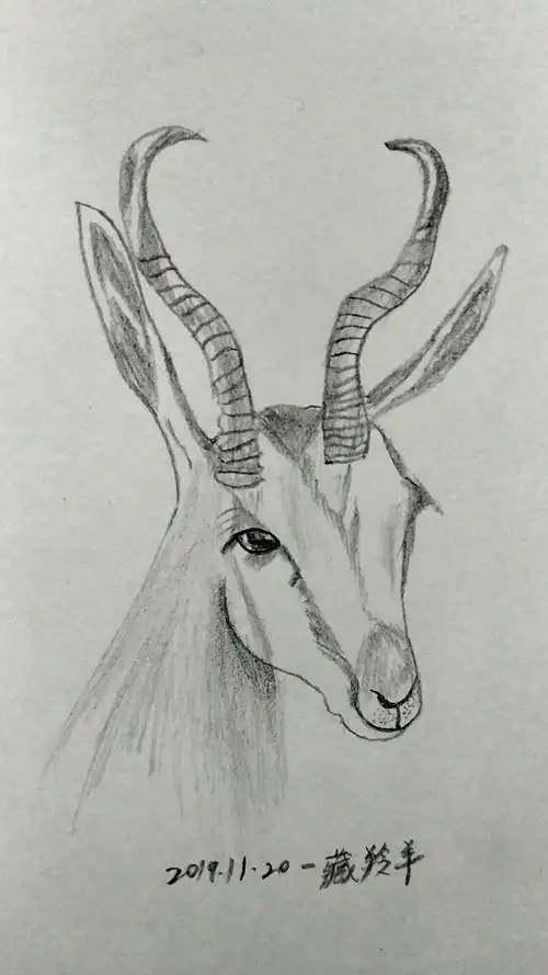藏羚羊 _ 利建候 _ 哔哩哔哩相簿