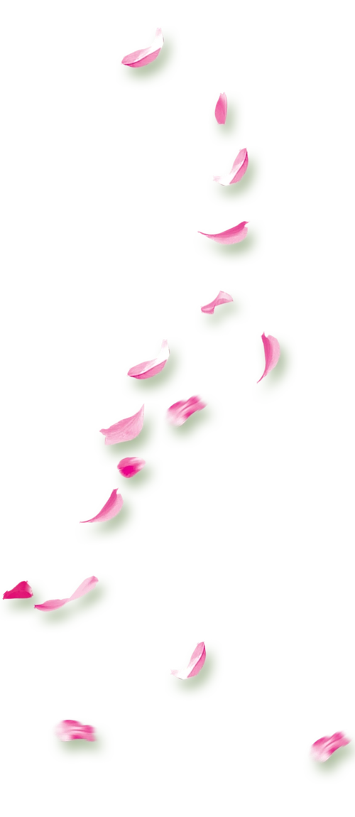 桃花 飘落花瓣 飞的花图片