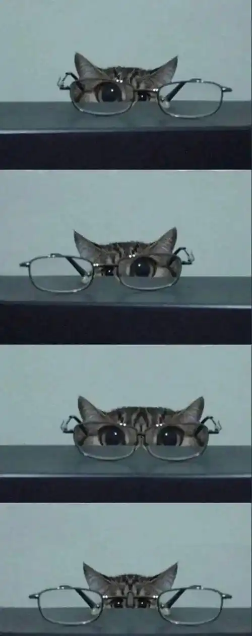 猫咪戴眼镜初体验_福利