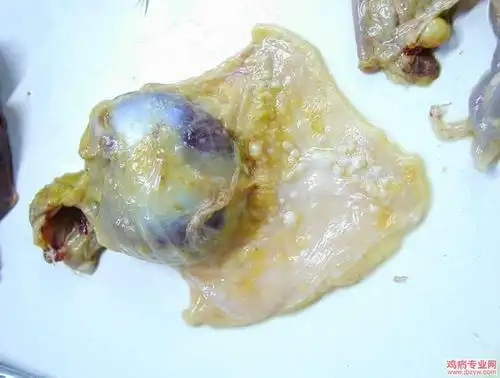 马立克氏病的机理病理