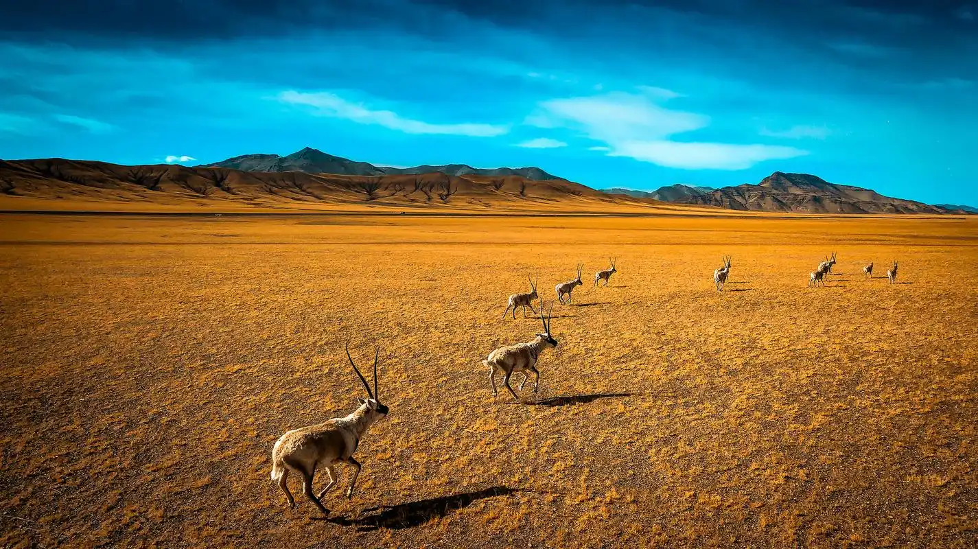 可可西里,中国最大的无人区,它以平均超过五千米的海拔,向人们展示了