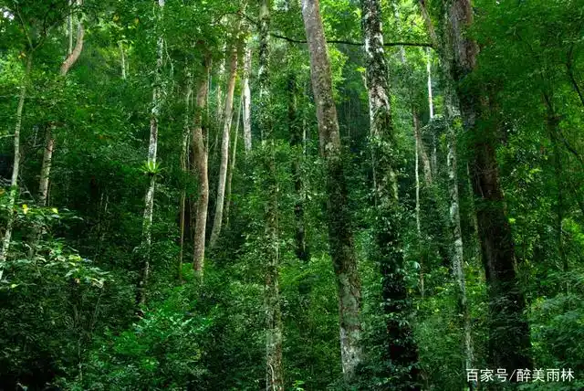 中国到底有没有热带雨林?
