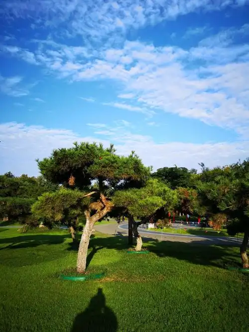 写美篇          早晨健步走过临沂沂河阳光沙滩,雕塑公园,柳青河畔