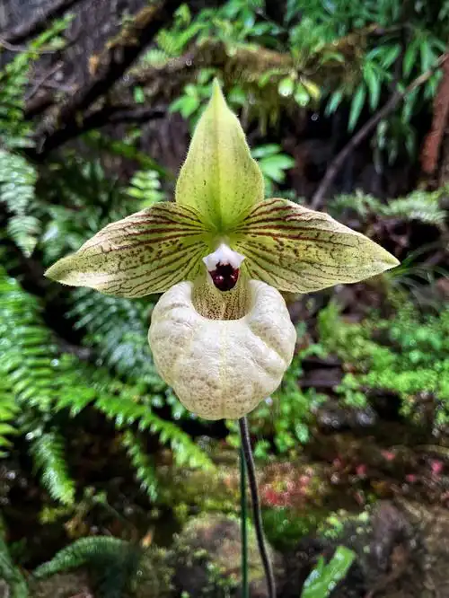 自然笔记麻栗坡兜兰