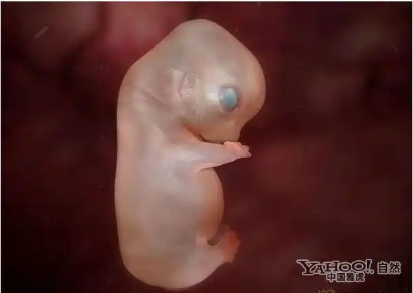 com_mongol home page