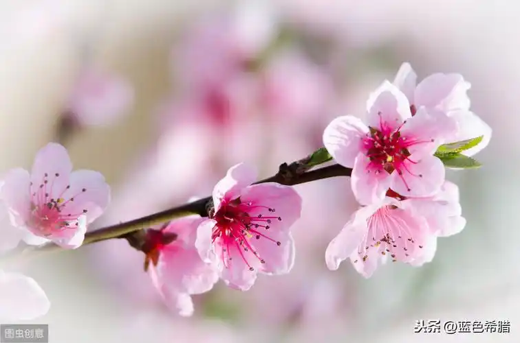 拍出桃花的优美照片,5个拍摄思路,助你拍出诗词中的如画意境?
