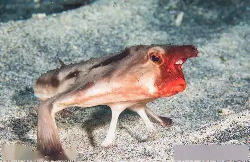 蝙蝠鱼哪条腿最有力?_尾巴