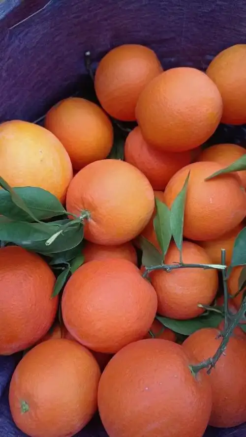 [伦晚脐橙批发]秭归橙子,脐橙,伦晚价格4.00元/斤 - 一亩田