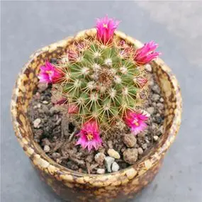 红花锦丸仙人球 开红花多肉植物小盆栽花卉组合 室内绿植实生好养