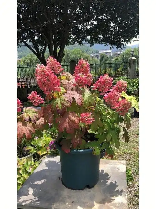 栎叶绣球红宝石拖鞋39元包邮现货