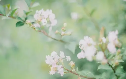小清新唯美高清图片电脑桌面壁纸