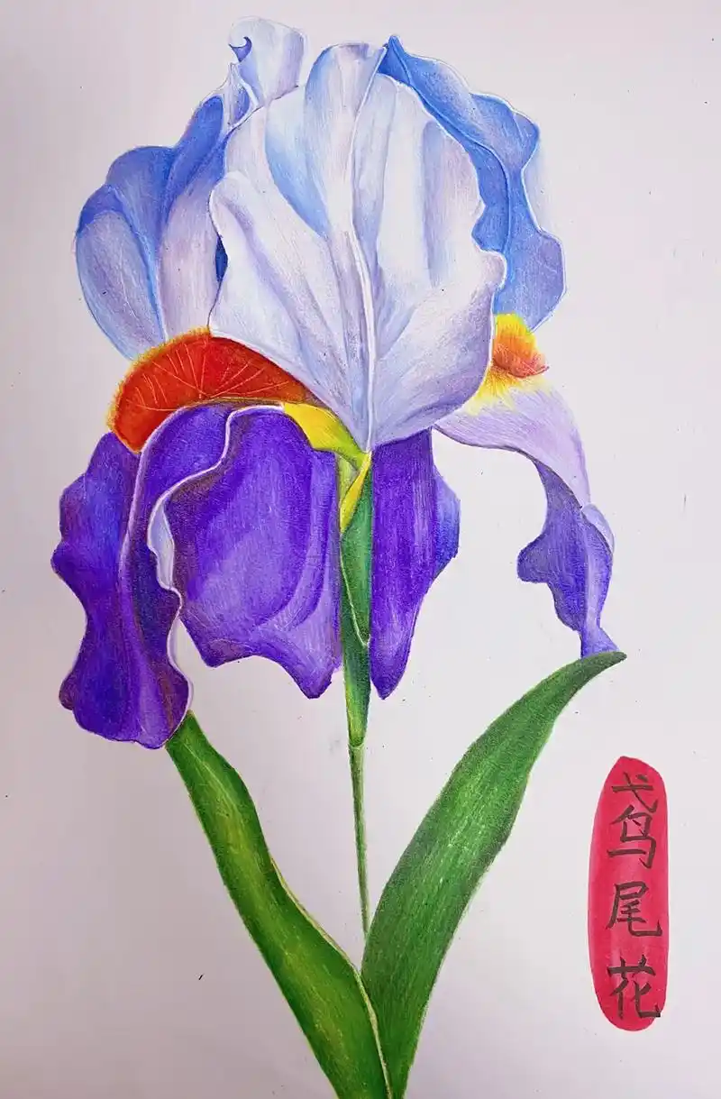 彩铅画基础入门教程鸢尾花附过程图
