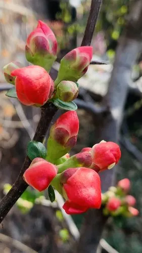 泉城济南含苞待放的海棠花美丽迷人