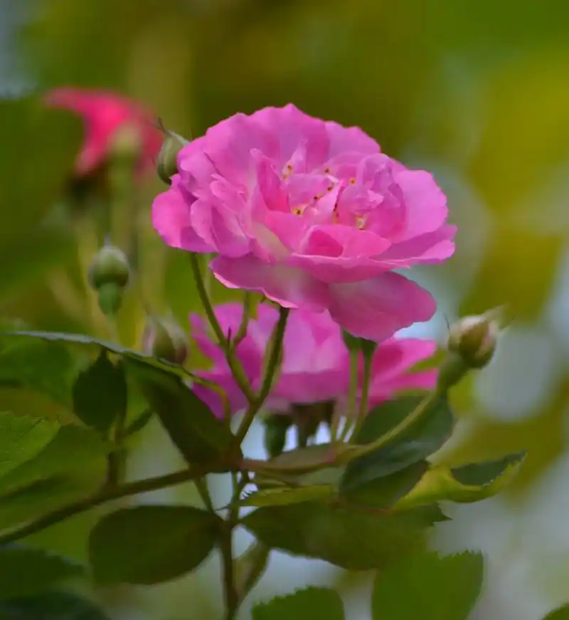 【蔷薇花摄影图片】生态摄影_太平洋电脑网摄影部落