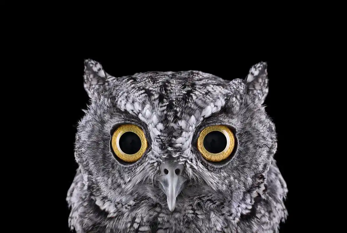 超级手机壁纸:黑色系手机壁纸,4k画质!