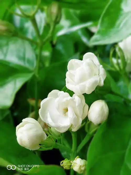 好一朵美丽的茉莉花