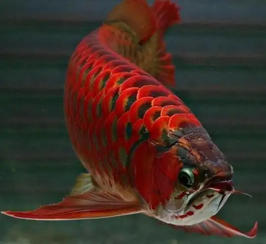 家里养什么鱼招财(家里养什么鱼最旺财)