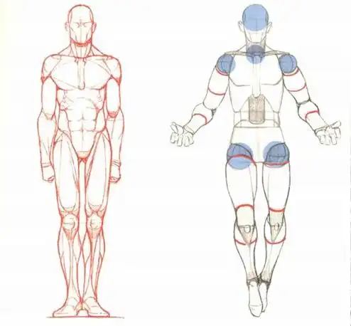 如何搞清绘画中人的肌肉与关节关系?不同人物的比例该如何把控?