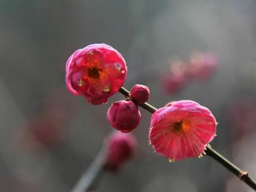 梅花香自苦寒来