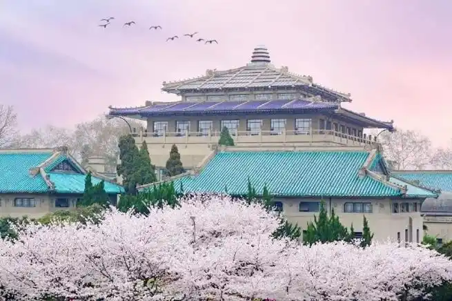 武汉樱花##武汉大学樱花雨