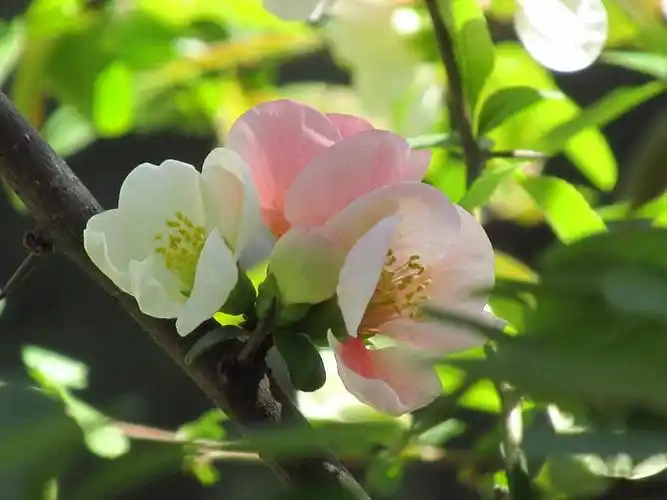 东洋锦海棠复色海棠天大海棠季校园开放日续集七卡片机傻拍201940