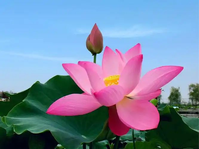 清晨朵朵莲花显得十分妖娆,美的让人陶醉!