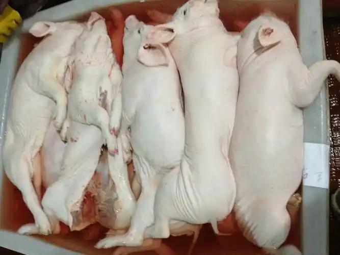 供应批发新鲜乳猪〔厂家直供 品质保证