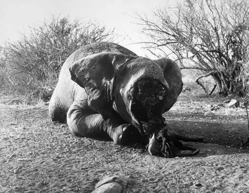 那些披着人皮的畜生啊!我愿用灵魂诅咒你们.