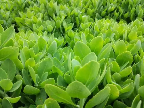 八宝景天批发多少钱 河北八宝景天价格