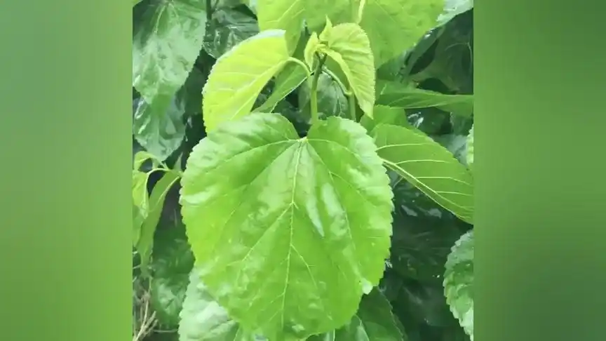 才思敏捷的红梅盛开