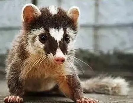 野生动物造访什邡村民家,这只稀有的小可爱学名有点难认!