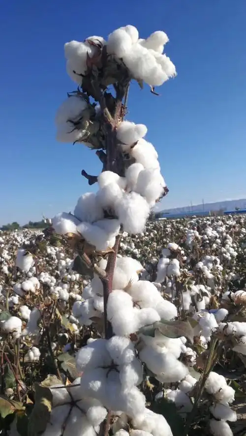 北疆棉花白又白