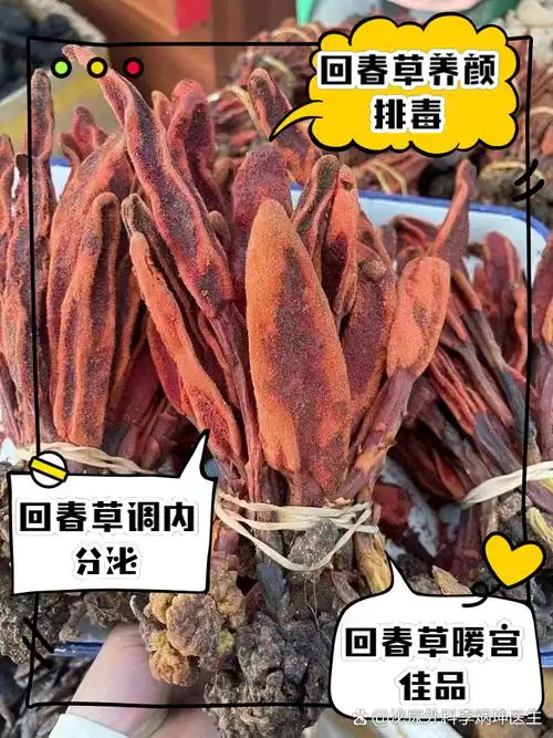 女人吃回春草的功效与作用