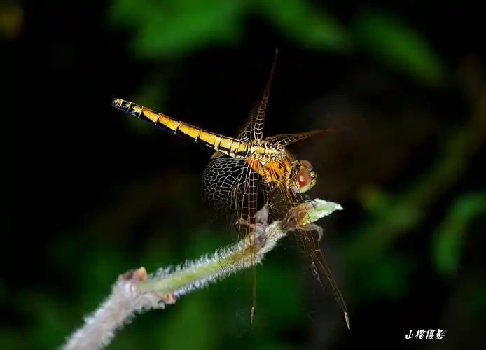 生命传奇之蜻蜓(2018年生态摄影总结篇)