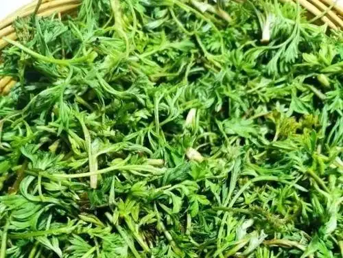 茵陈的功效与作用其实茵陈是一味常见中药,又叫绵茵陈,茵陈蒿,味苦,寒