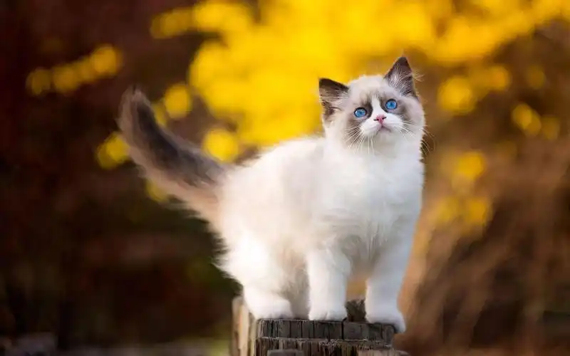 可爱呆萌的布偶猫桌面壁纸下载高清大图预览1920x1200_动物壁纸下载