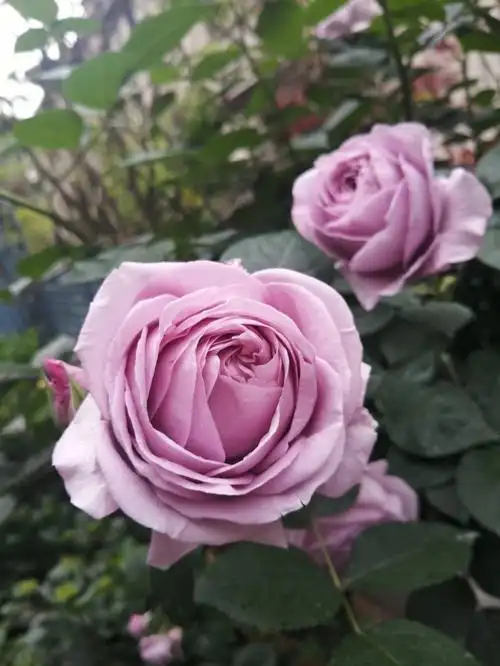 蓝色风暴月季到底要不要舍弃