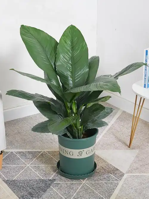 首页 下载app                          绿巨人室内盆栽 大叶植物