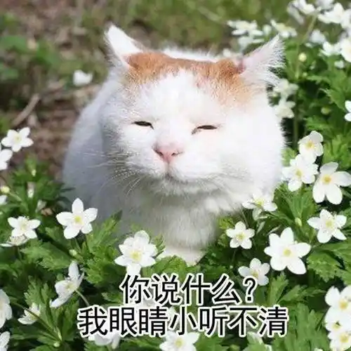 萌宠猫星人你说什么我眼睛小听不清呆萌可爱gif动图_动态图_表情包