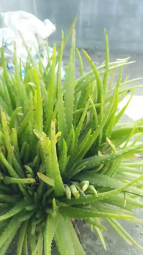 春天要来了,这芦荟长得真不错啊