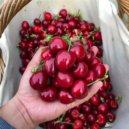 新品种福星樱桃苗嫁接樱桃树苗地栽南方北方种植盆栽地栽矮化果树