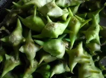 江都美食推荐之邵伯菱:生食清脆 香如核桃|板栗|水饺|菱角_网易订阅