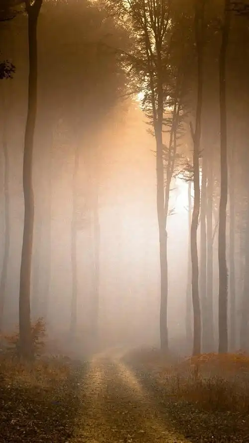 2020-02-08 18:19:41雾气意境风景唯美图片【赏析】摄影/构图安九言